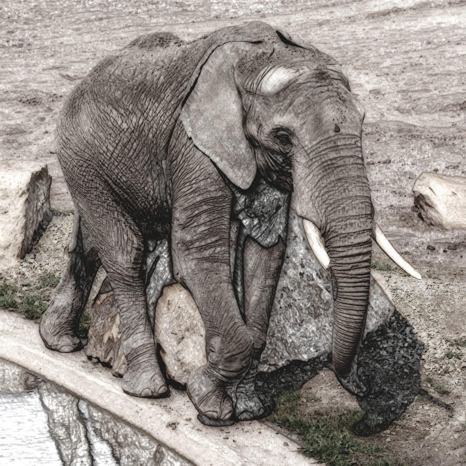 Afrikanischer Elefant