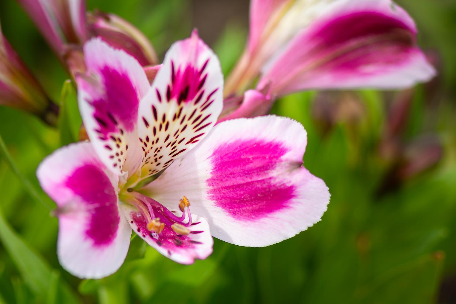 Alstroemeria "Inticancha White Pink Blush" - Inkalilie