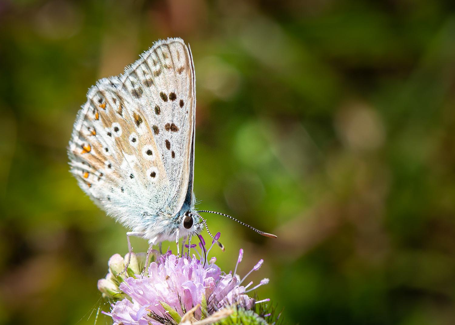 Bläuling bei der Nahrungsaufnahme