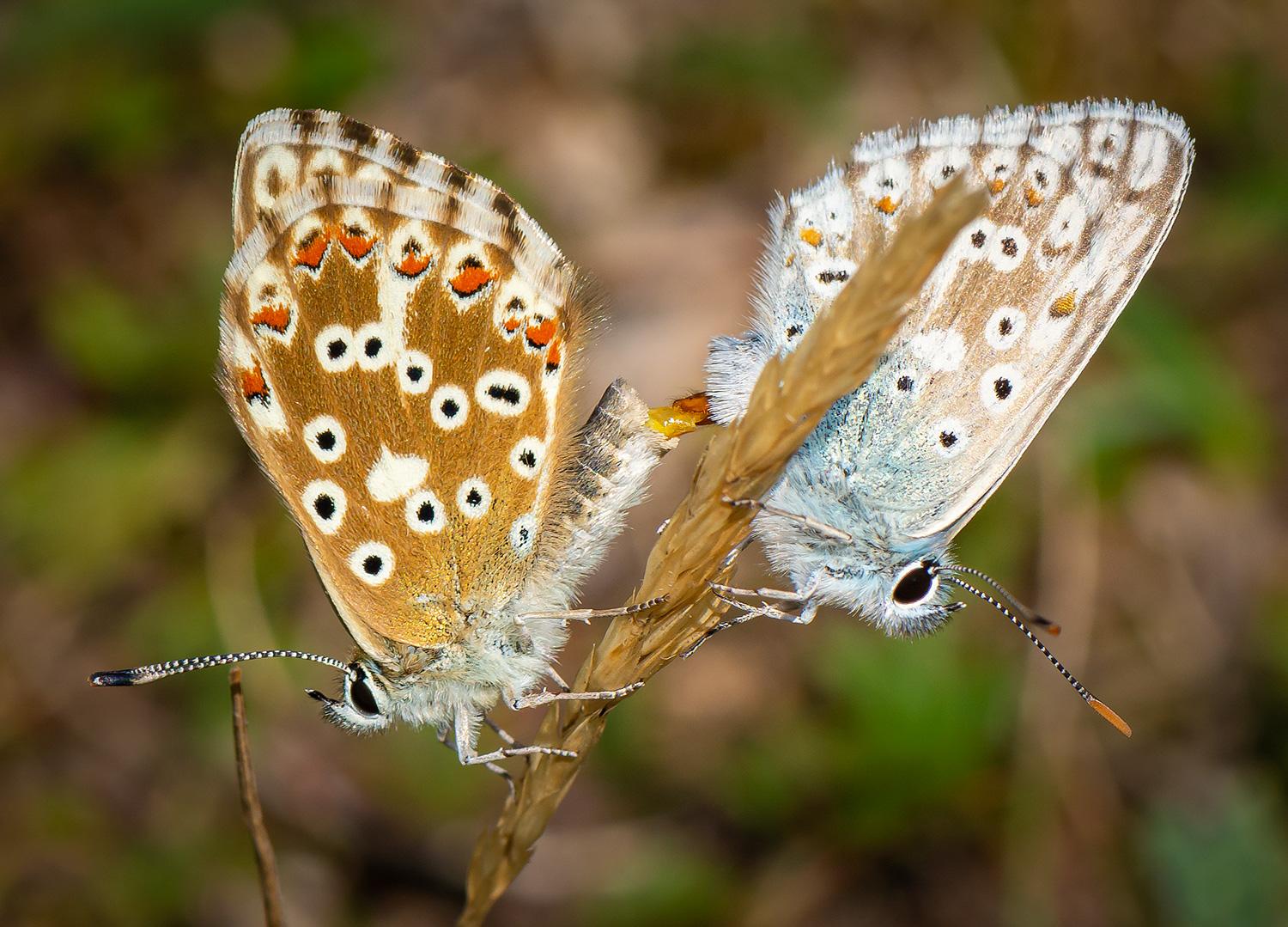 Bläulinge bei der Paarung