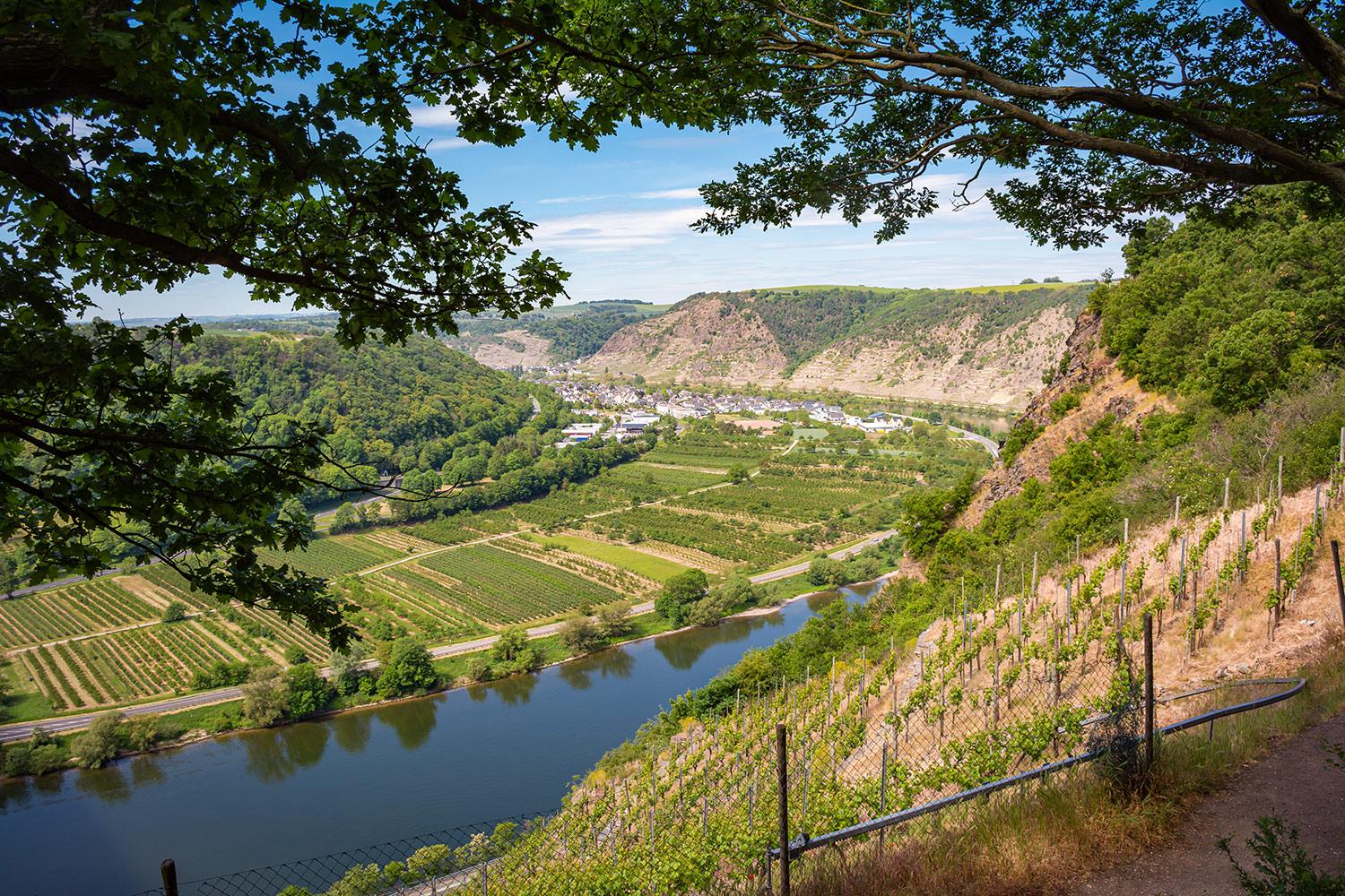 Blick auf Dieblich an der Mosel - Rheinland-Pfalz