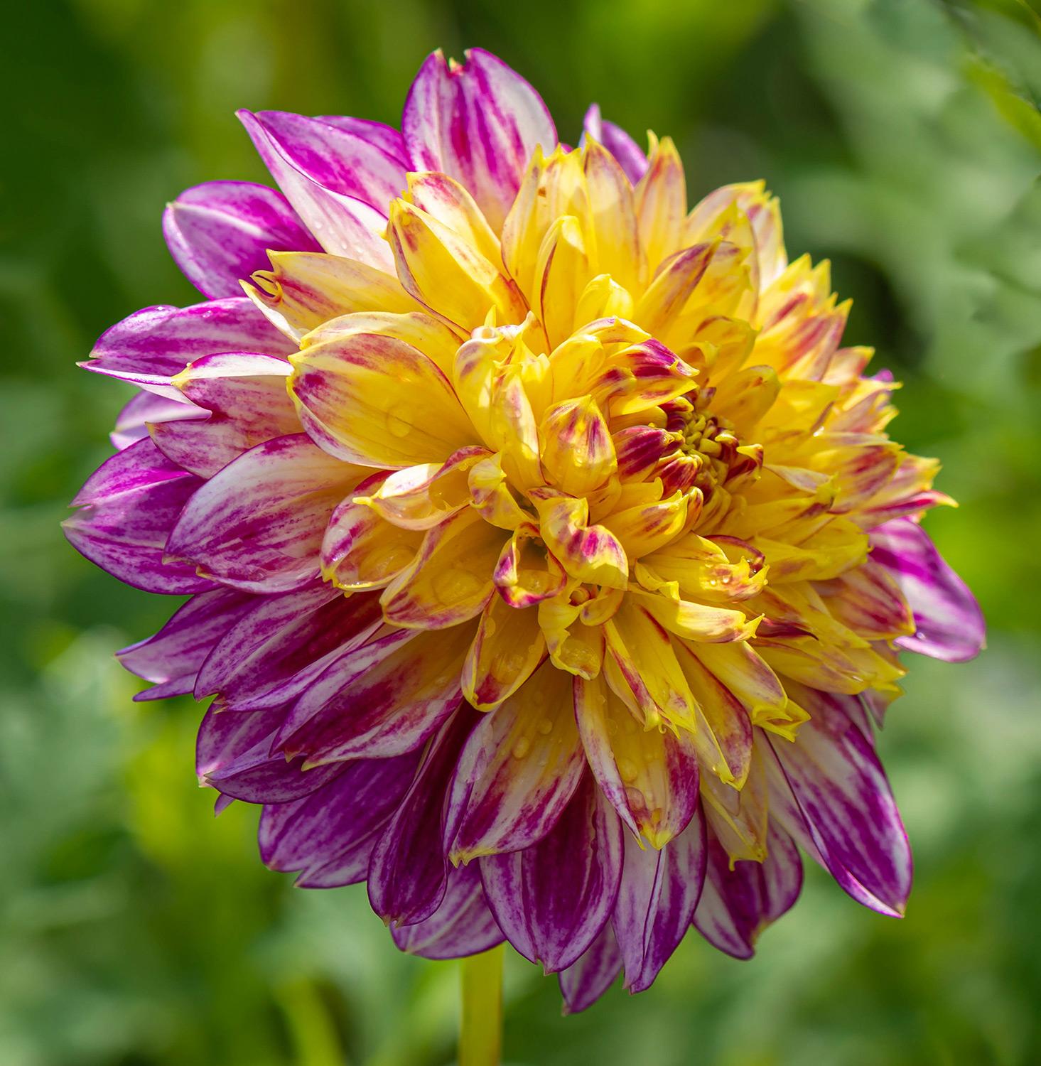 Boogie Woogie Dahlia