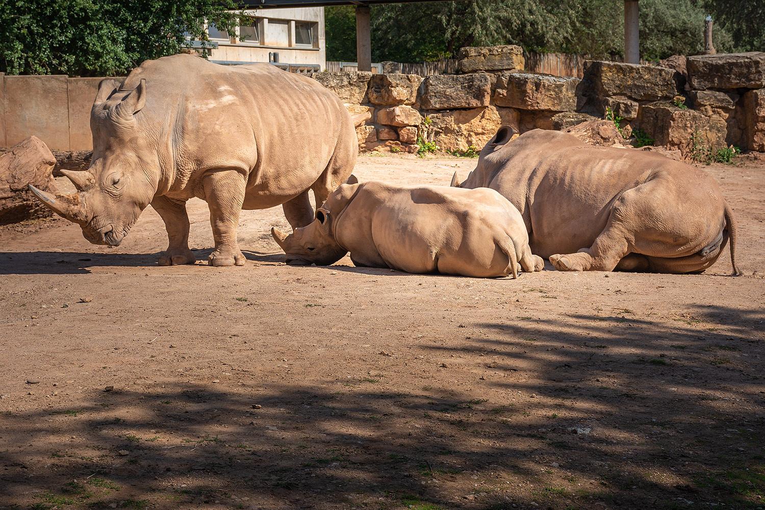 Breitmaulnashörner - Einfach mal faulenzen
