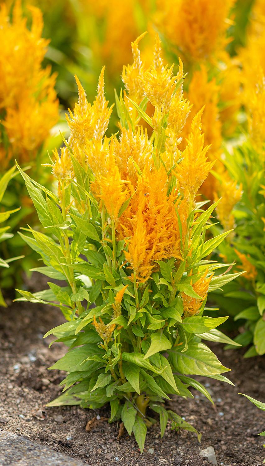 Celosia argentea 'Fresh Look Yellow' - Hahnenkamm
