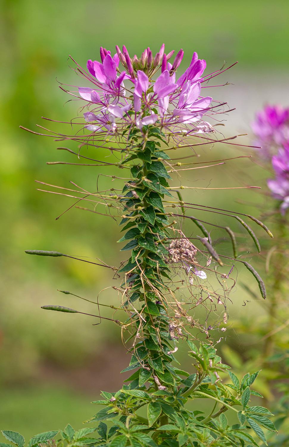 Cleome spinosa 'Sparkler Violet' - Spinnenblume