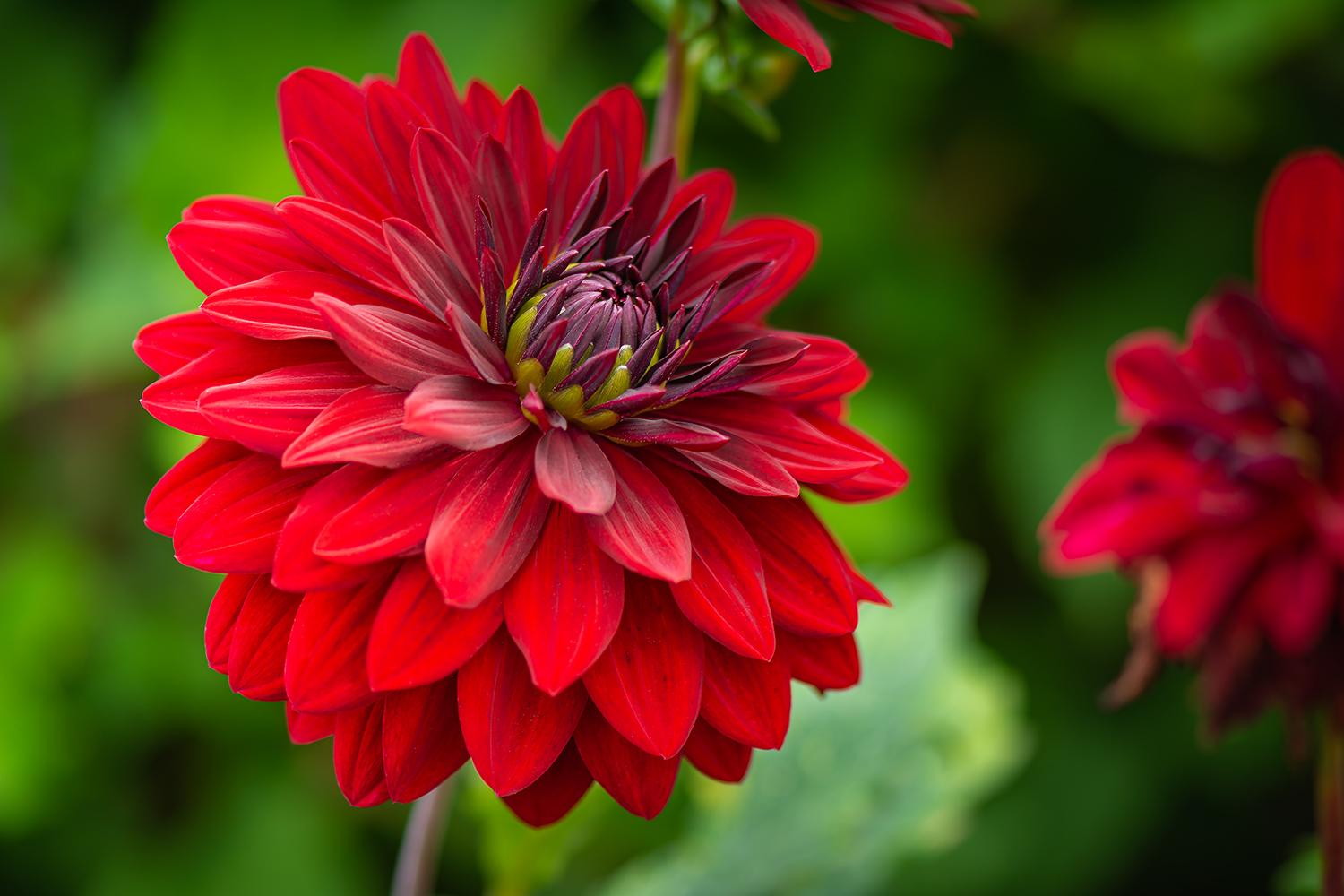 Dahlia "Bloody Mary" - Dekorative Dahlie