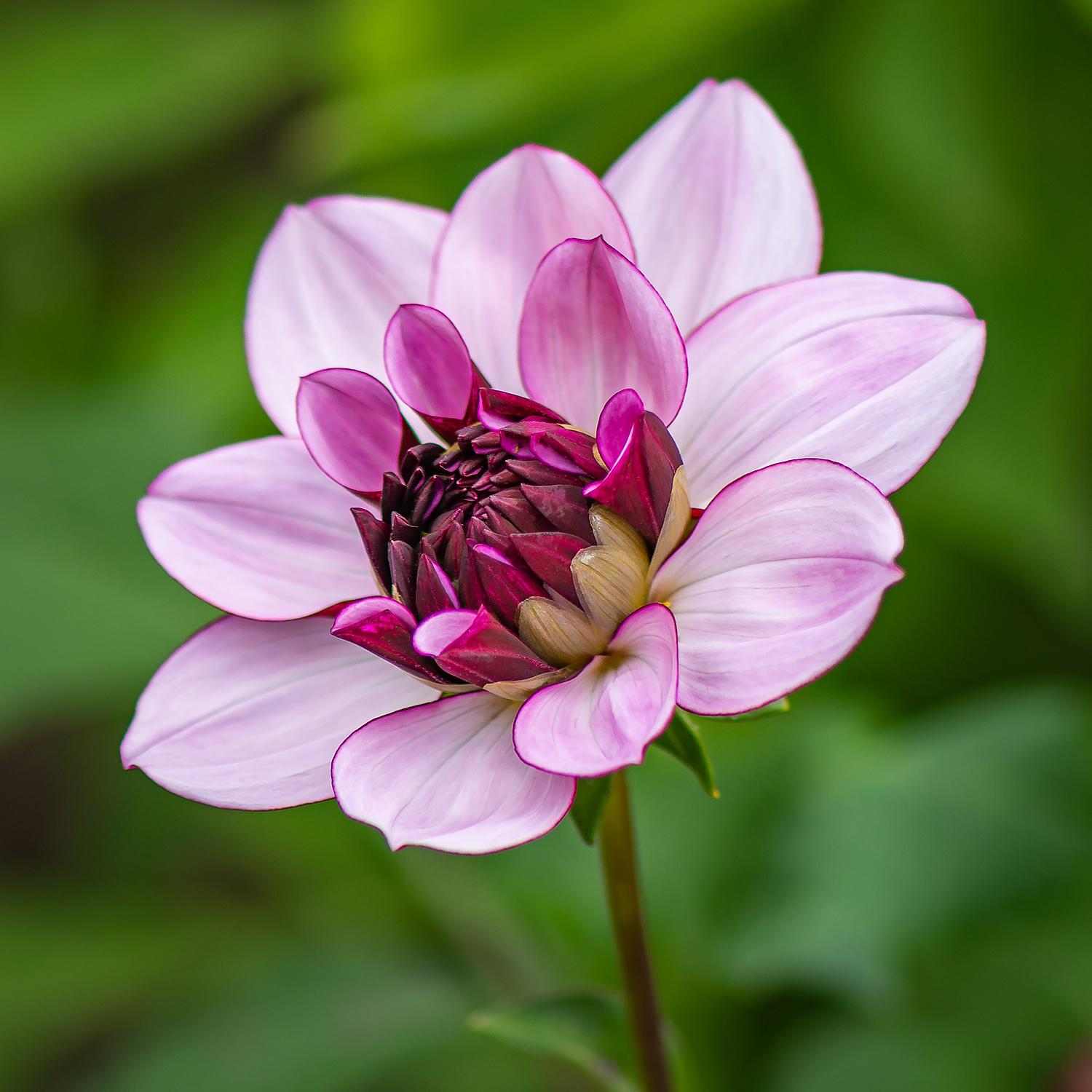 Dahlia "Crème de Cassis" - Seerosendahlie