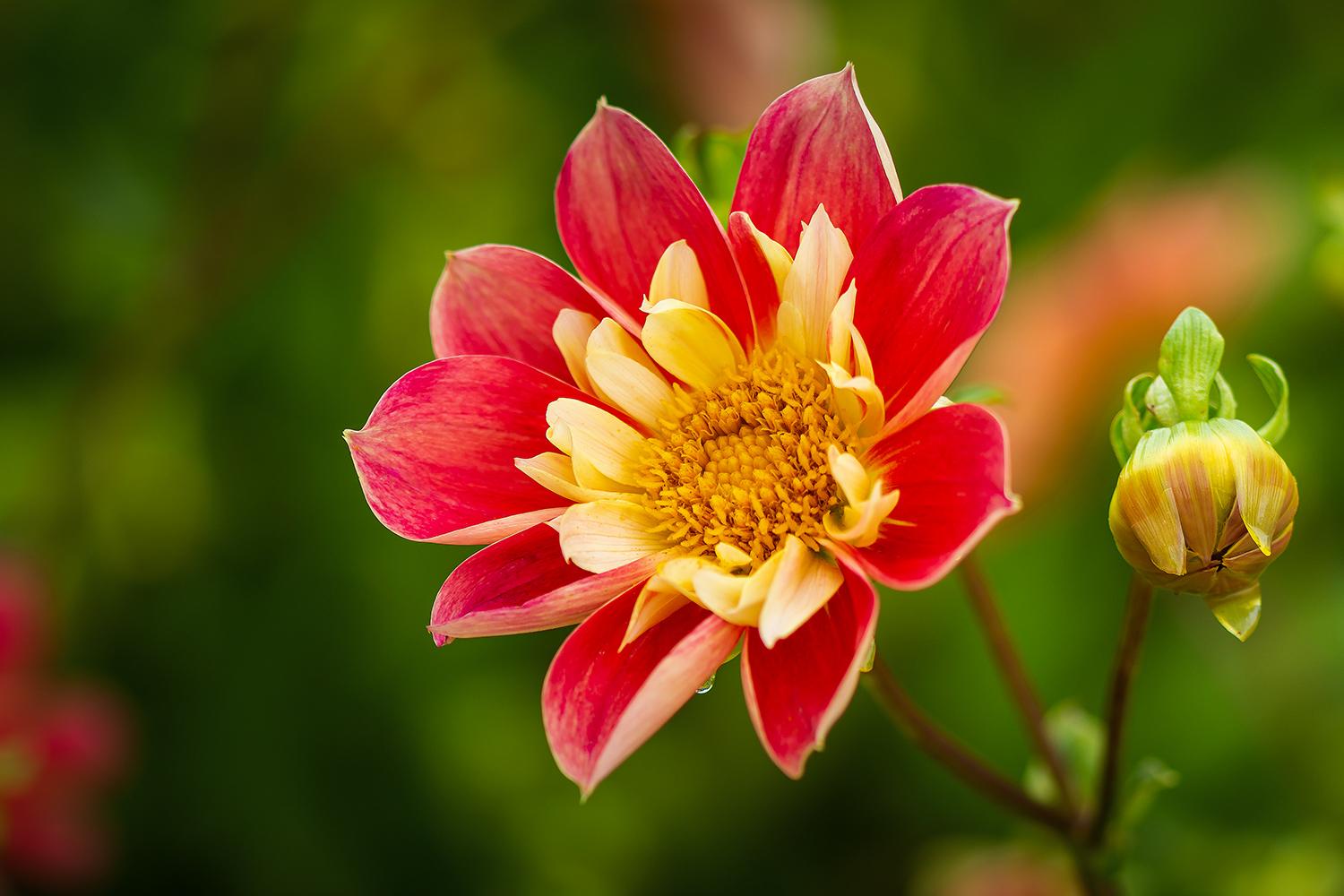 Dahlia "Don Lorenzo" - Halskrausendahlie
