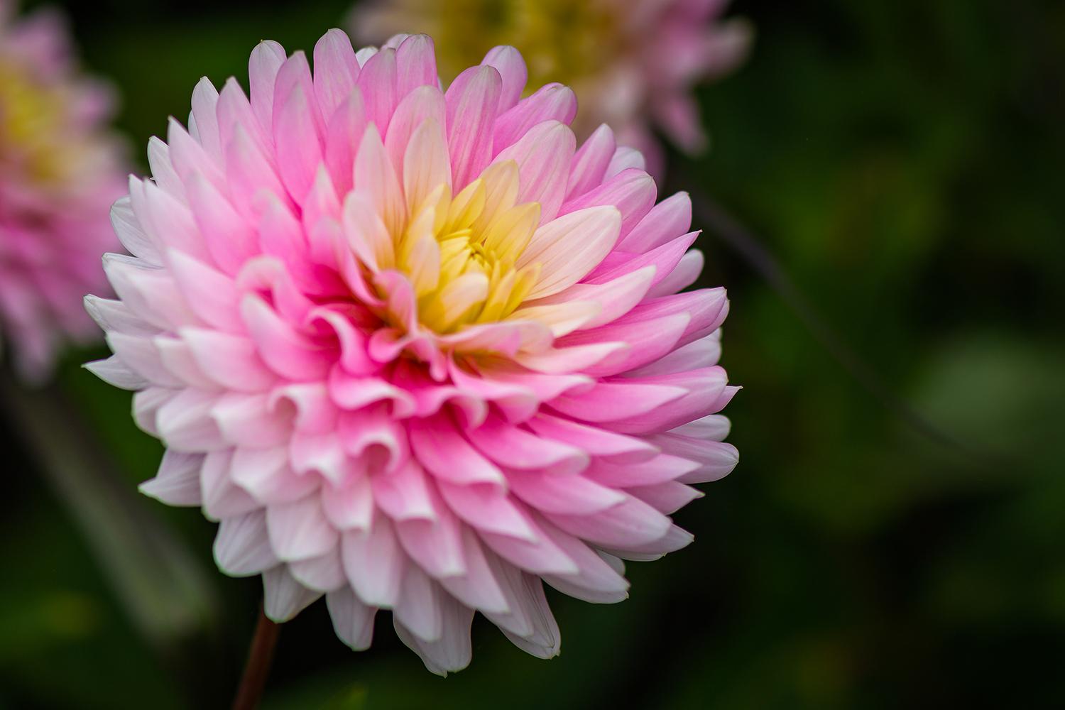 Dahlia "Elke Gräfin von Pückler" - Semikaktusdahlie