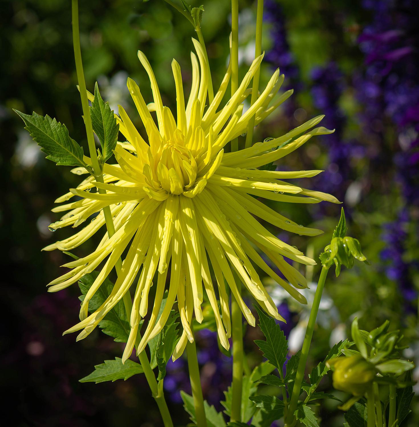 Dahlia Gryson's Yellow Spider - Kaktusdahlie