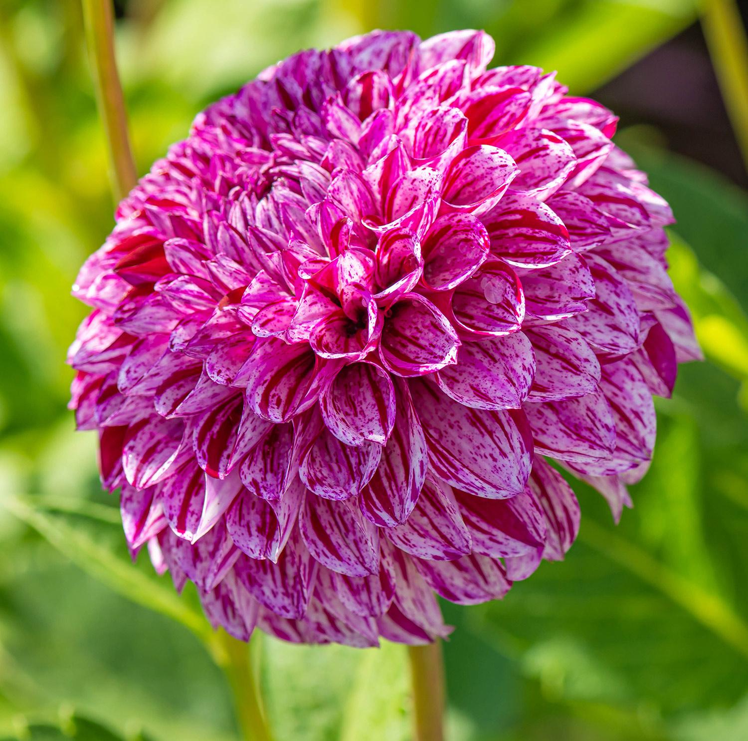 Dahlia Hy Impact - Ball-Dahlie