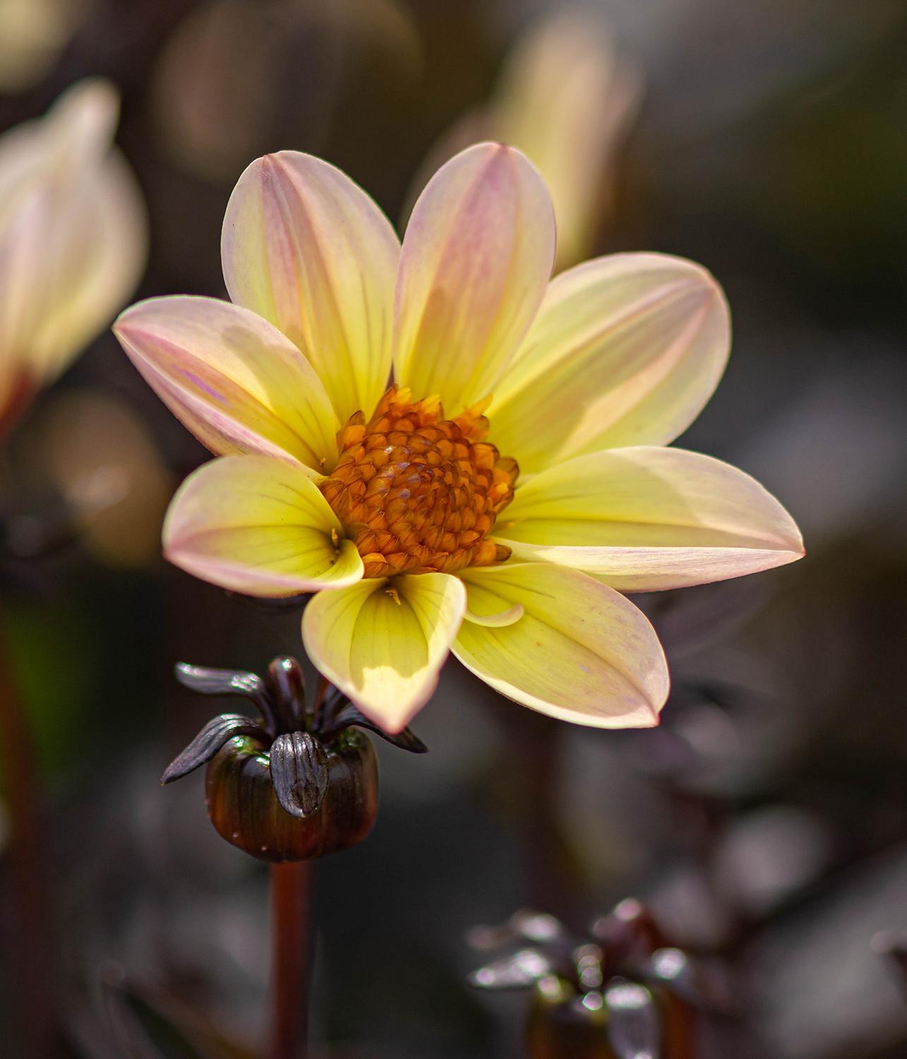 Dahlia 'Lubega Dark Velvet' - Dahlie