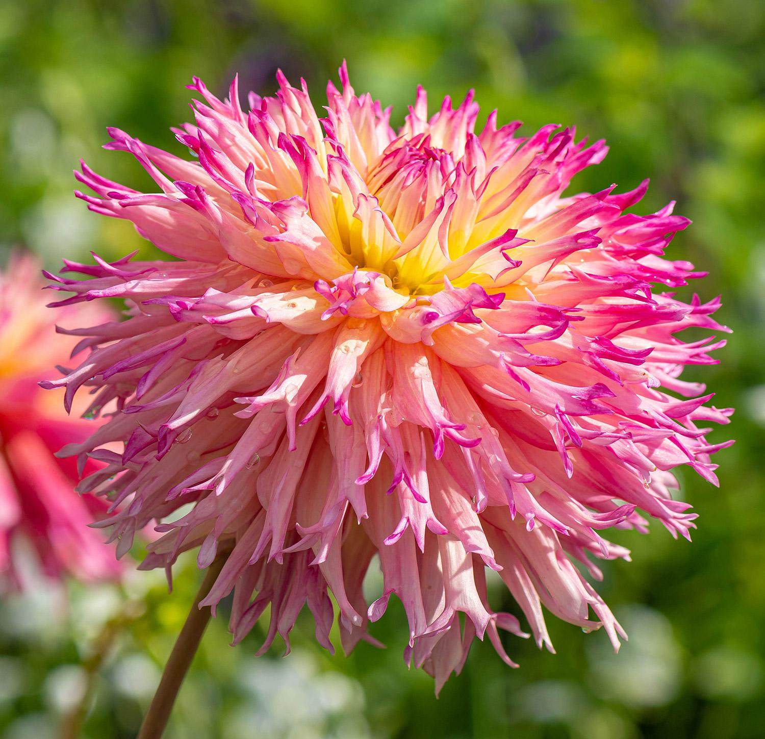 Dahlia Nenekazi - Hirschgeweih-Dahlie