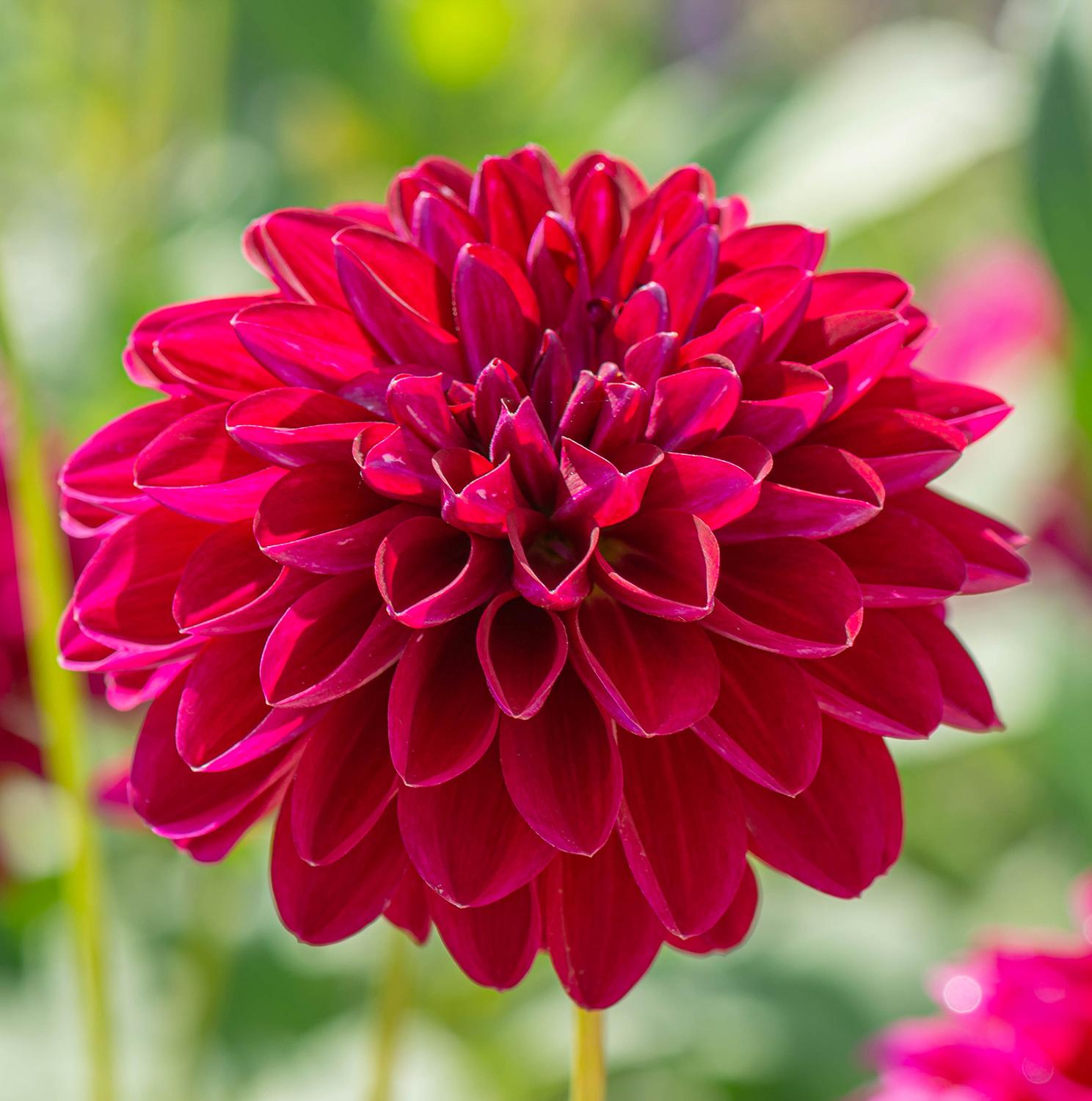 Dahlia Prince Valiant - Dekorative Dahlie
