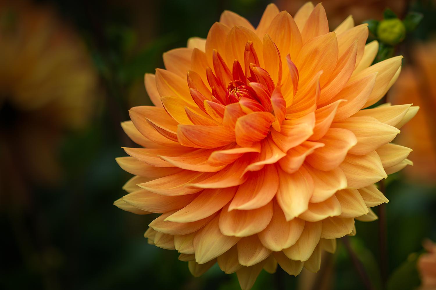 Dahlia "Rancho" - Seerosendahlie