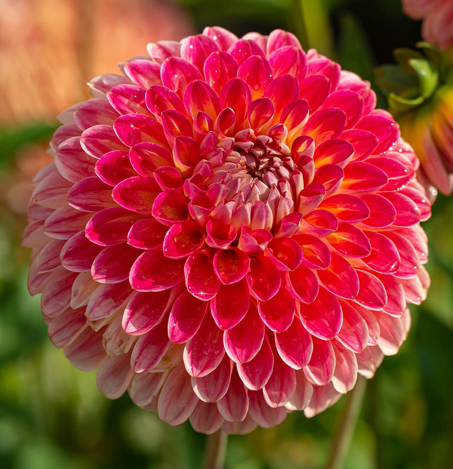 Dahlia Siegfried Koschker - Balldahlie