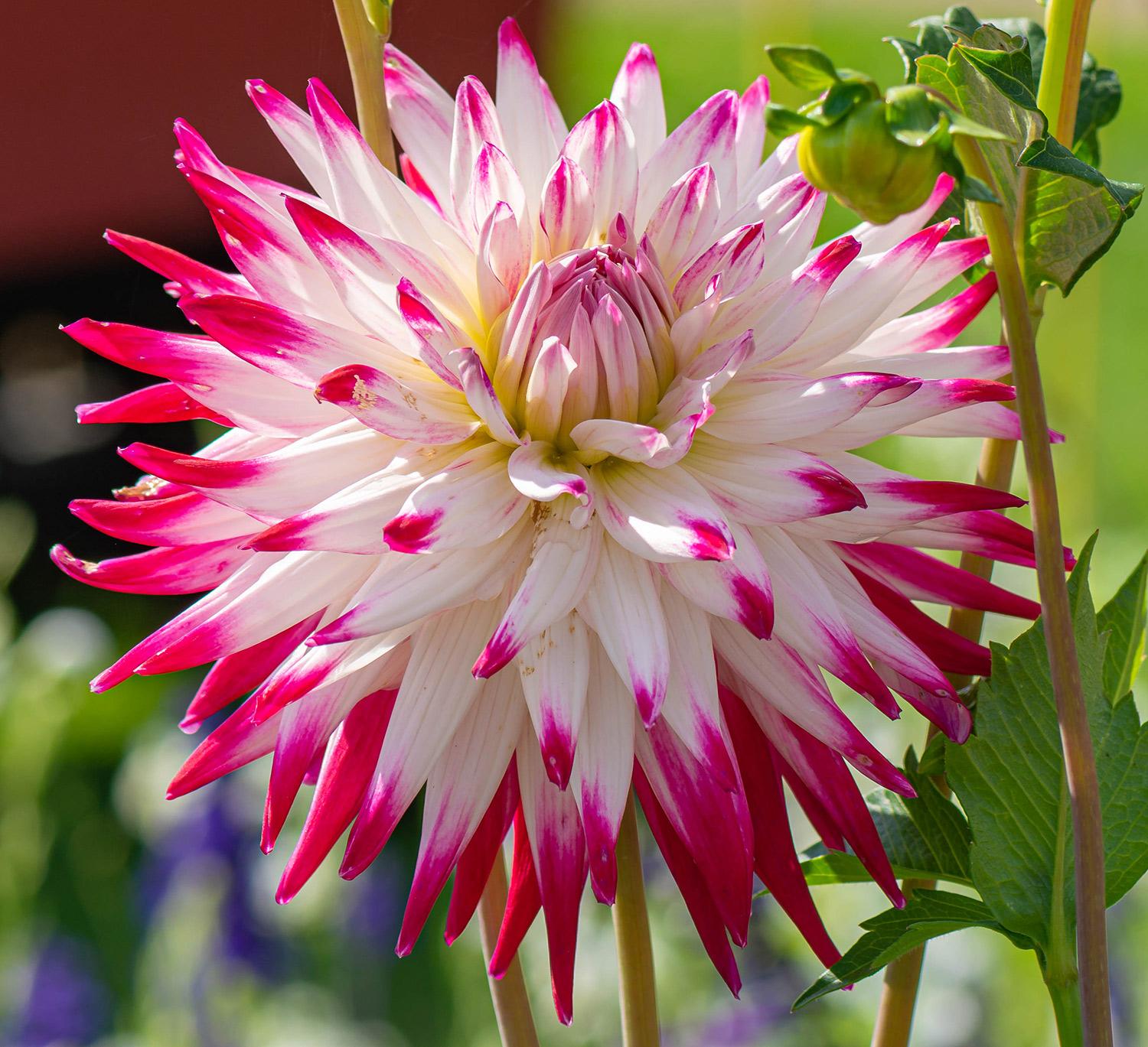 Dahlia Thomas E. Edison - Dekorative Dahlie