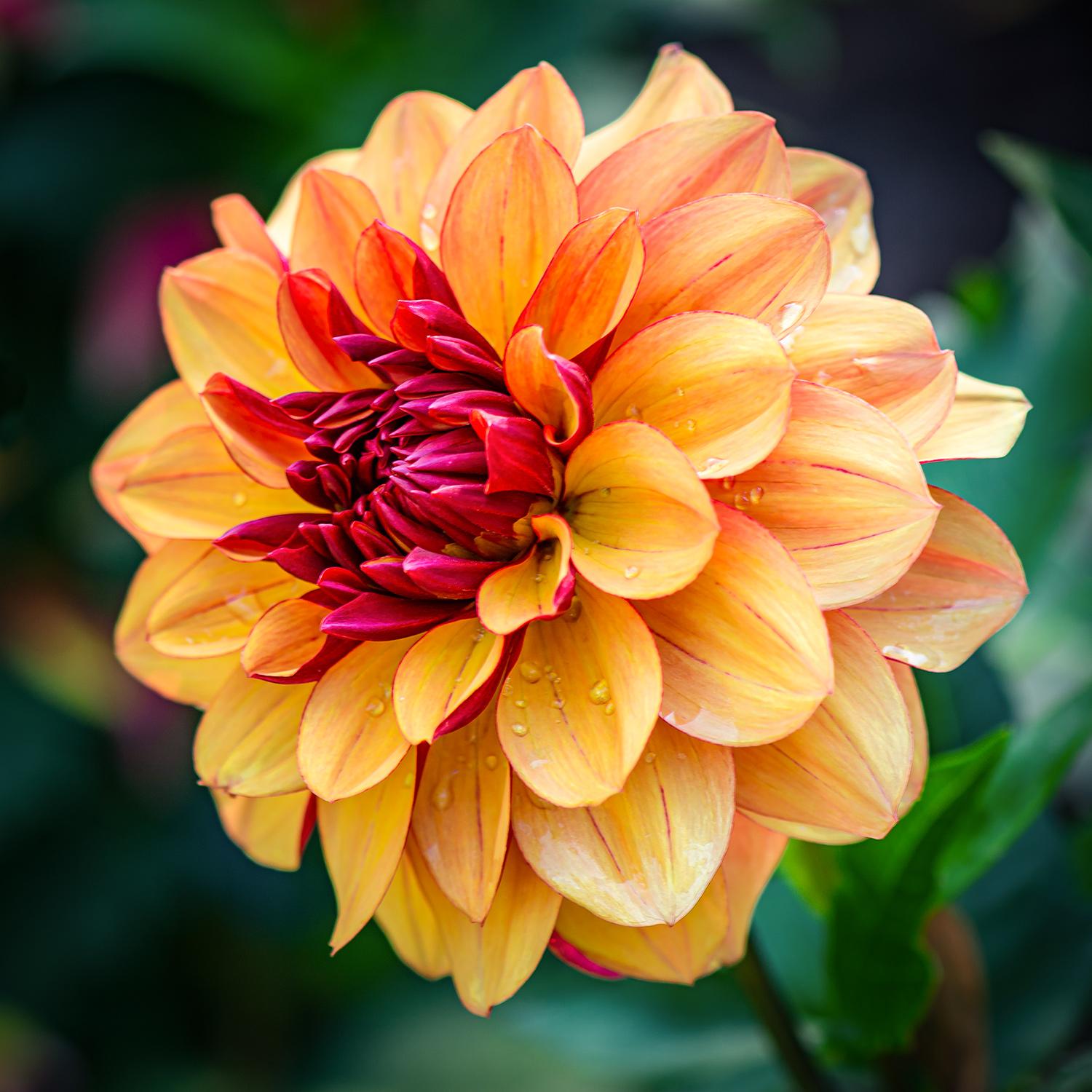 Dahlie - Creme de Cognac