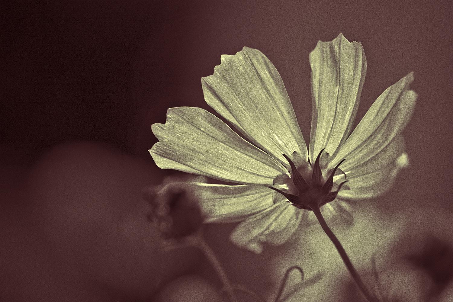 Dahlie im Gegenlicht