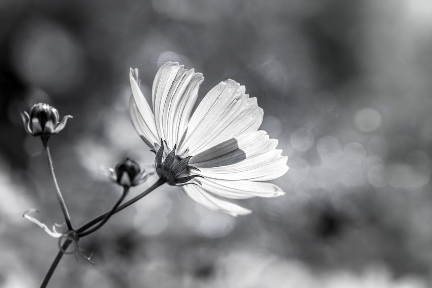 Dahlienblüte in Schwarz-Weiß