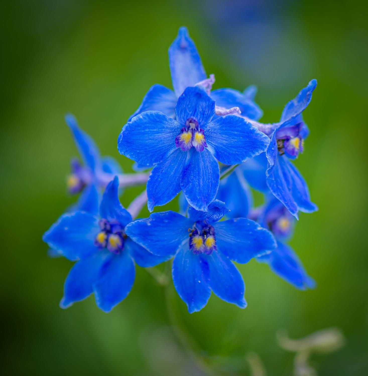 Delphinium Pacific-Gr. 'Delft Blue' - Rittersporn