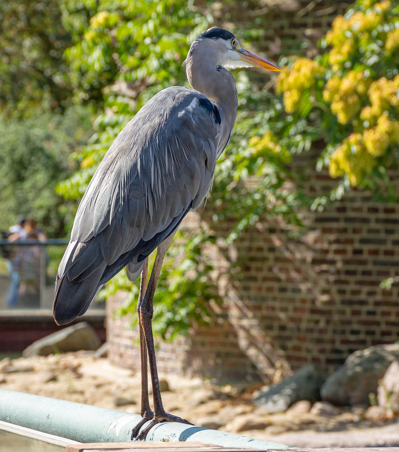 Der "Dieb" vom Leipziger Zoo