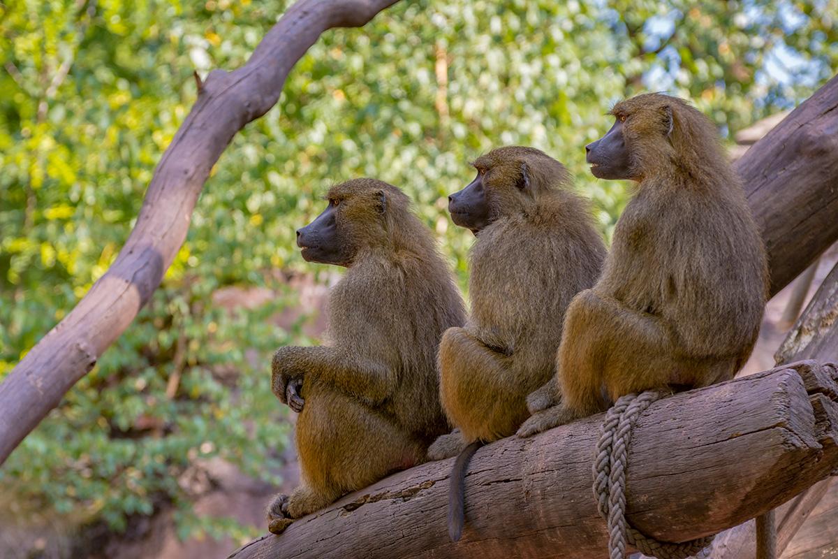 Die Drei vom Tiergarten