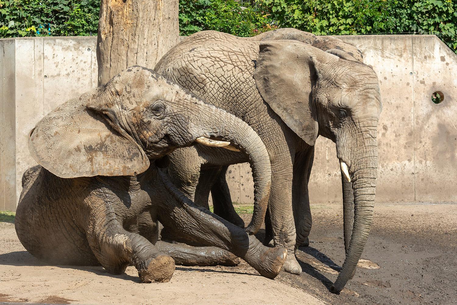 Drei Elefanten am Schlammloch