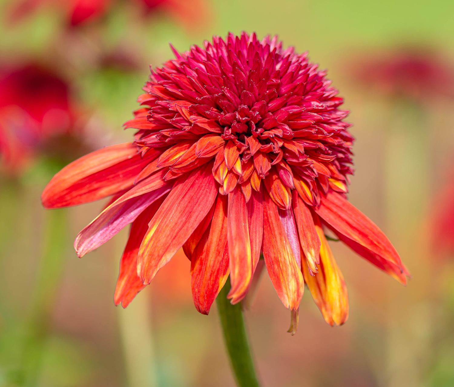 Echinacea purpurea 'Eccentric' - Scheinsonnenhut