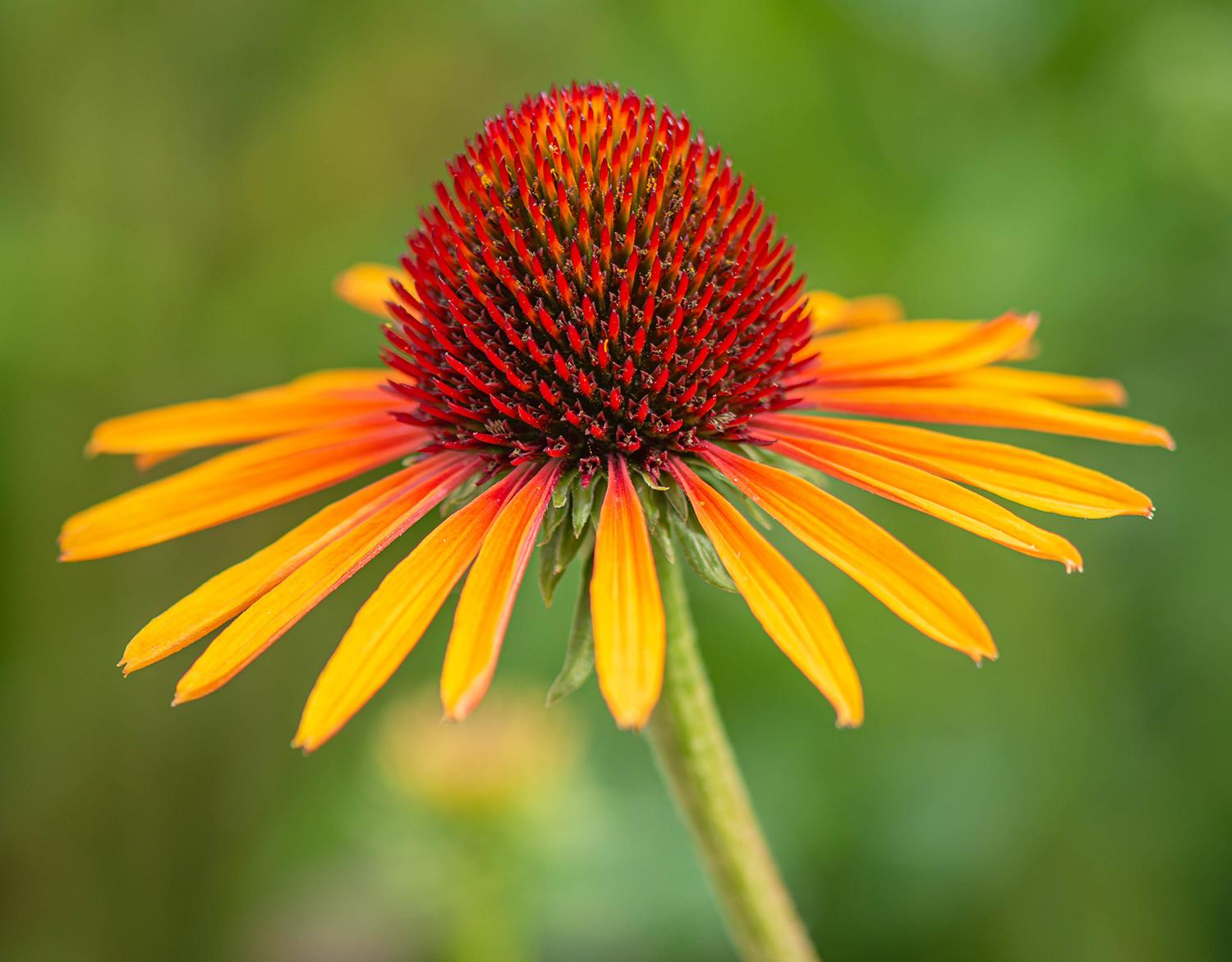 Echinacea purpurea 'Flame Thrower' - Scheinsonnenhut