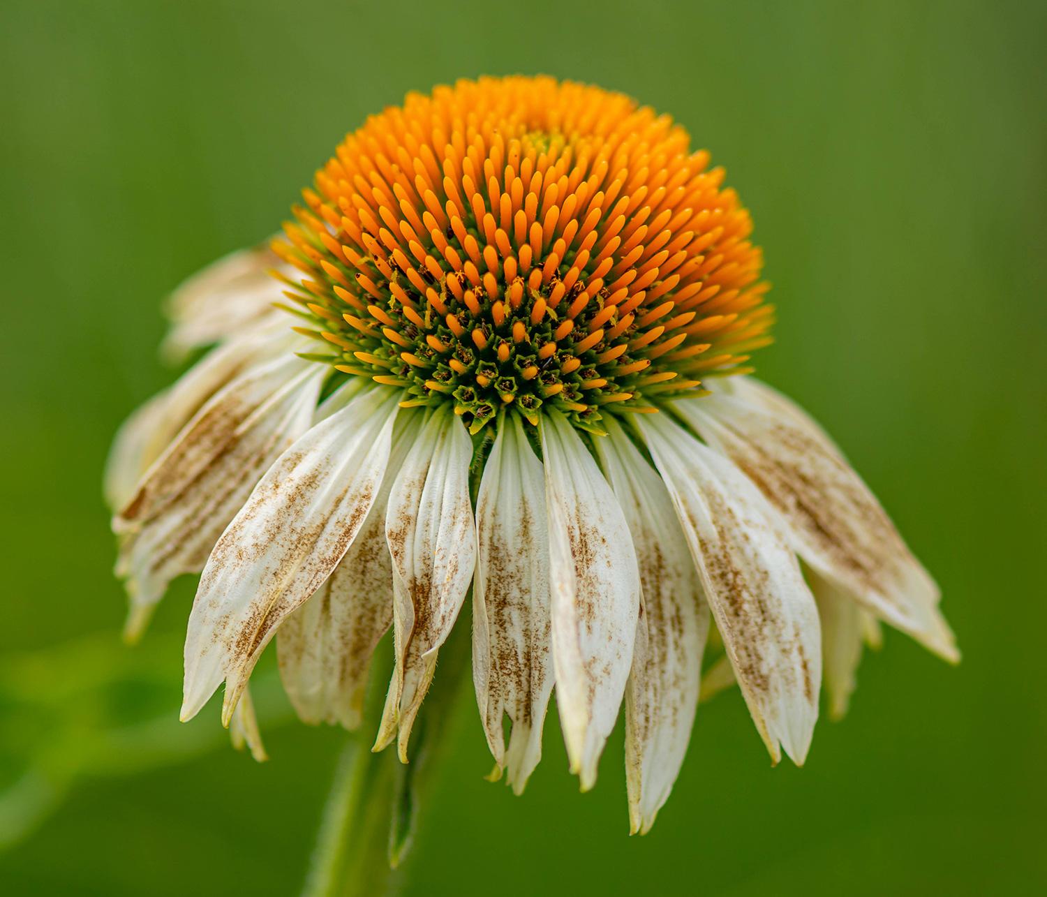 Echinacea purpurea 'Sunrise' - Scheinsonnenhut