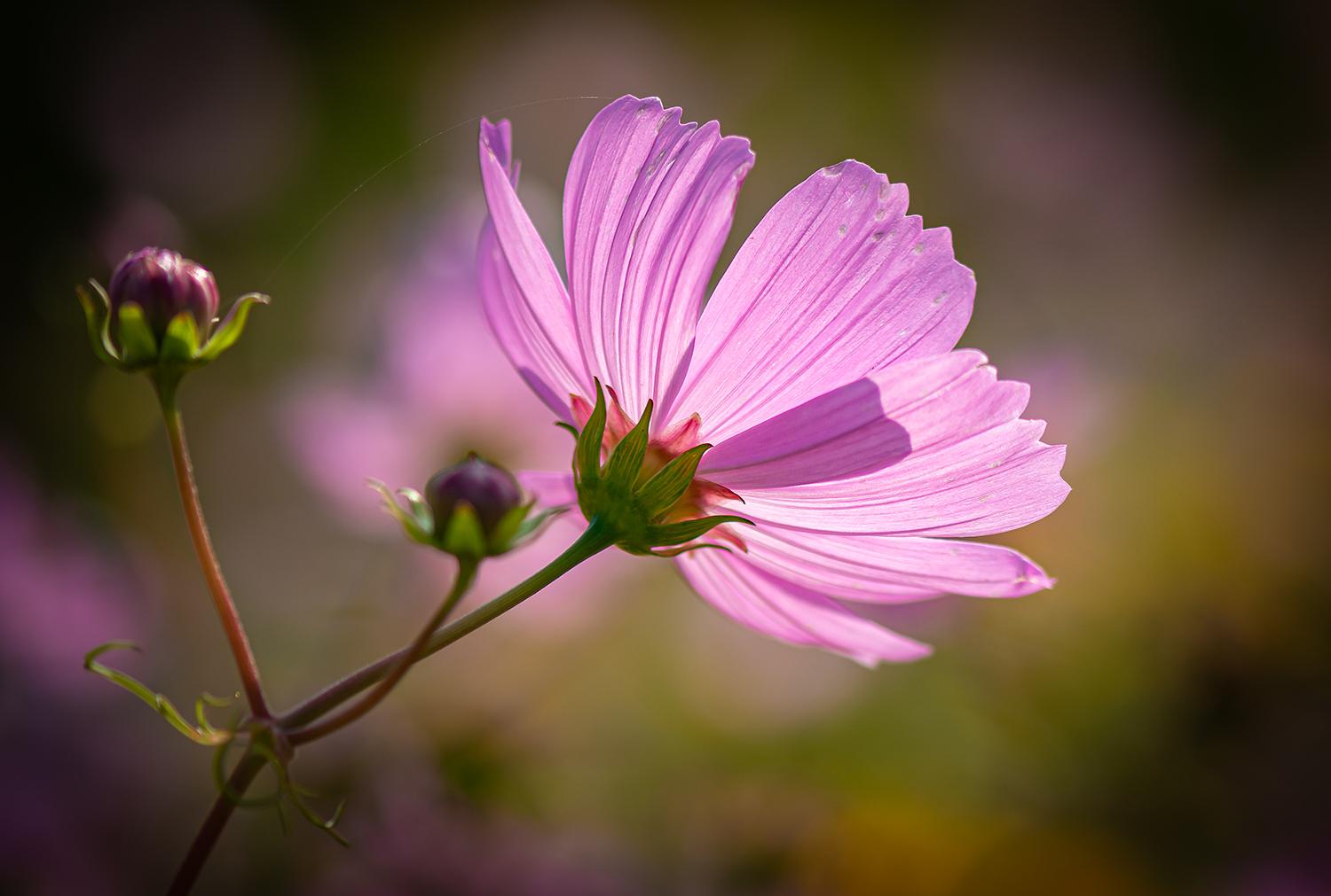 Eine Dahlie im Gegenlicht
