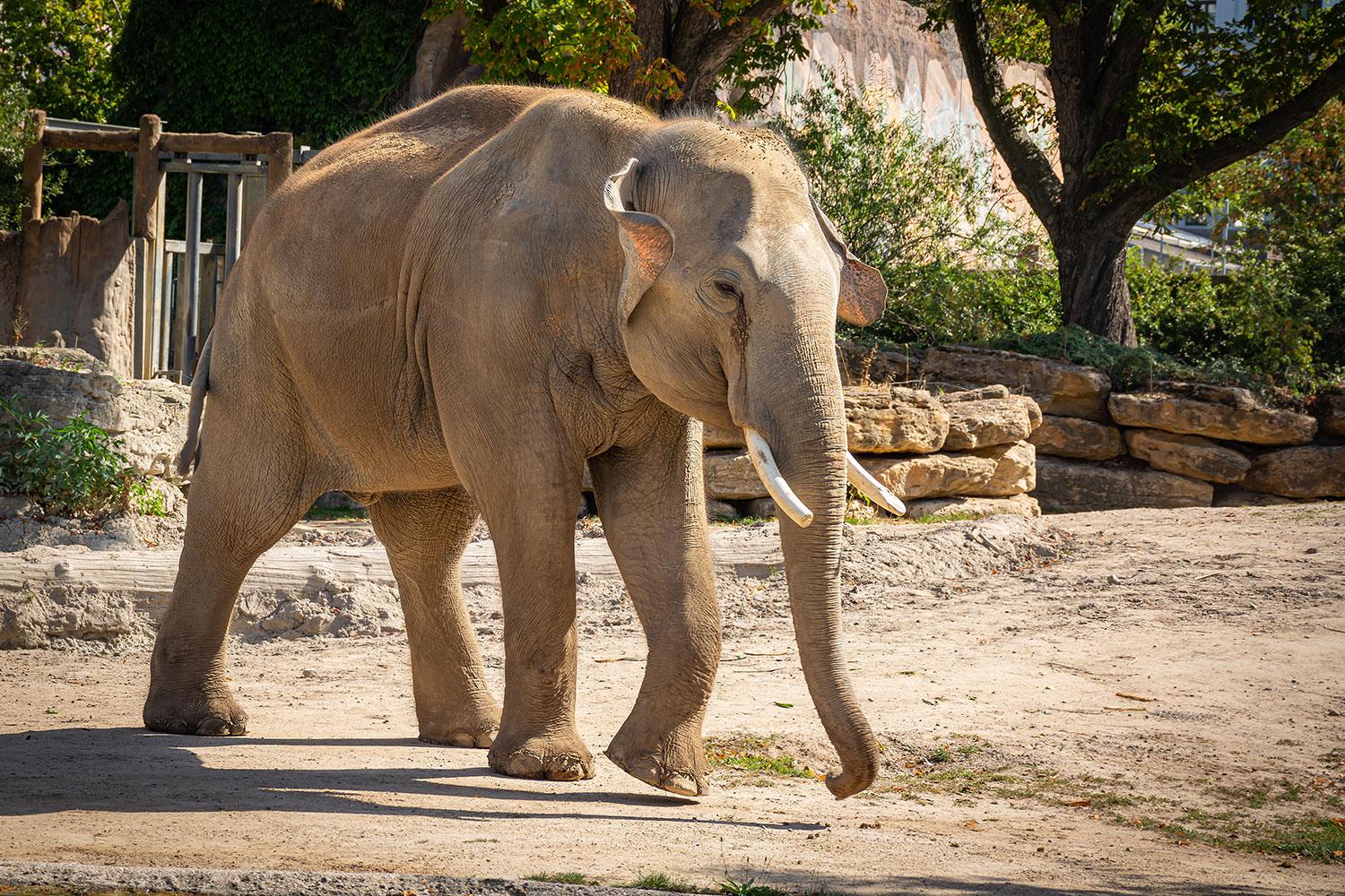 Elefantenbulle Voi-Nam - Leipziger Zoo