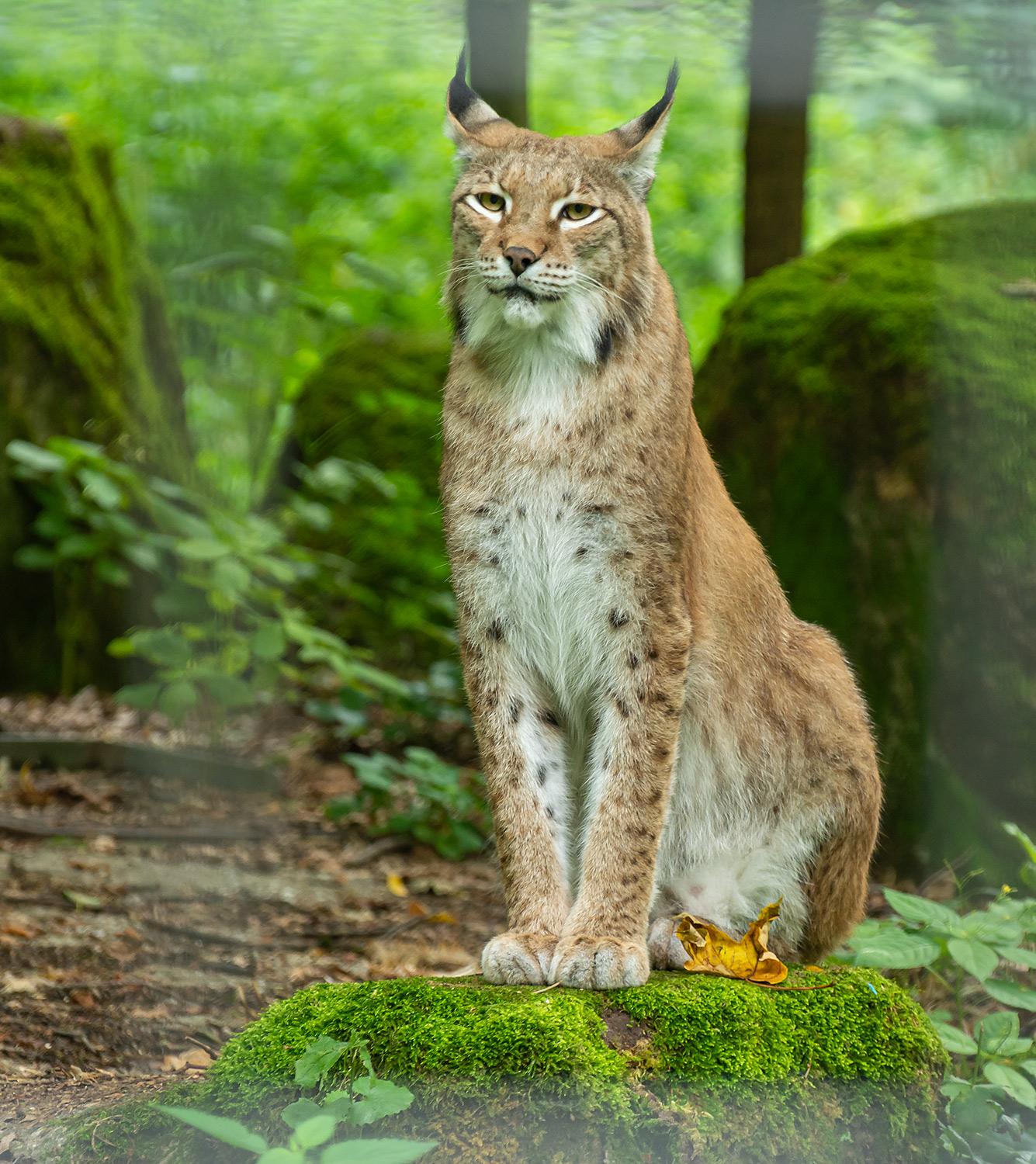Eurasischer Luchs