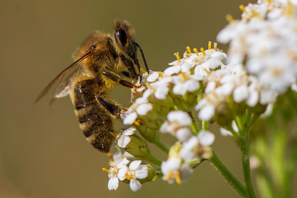Honigbiene bei der Arbeit