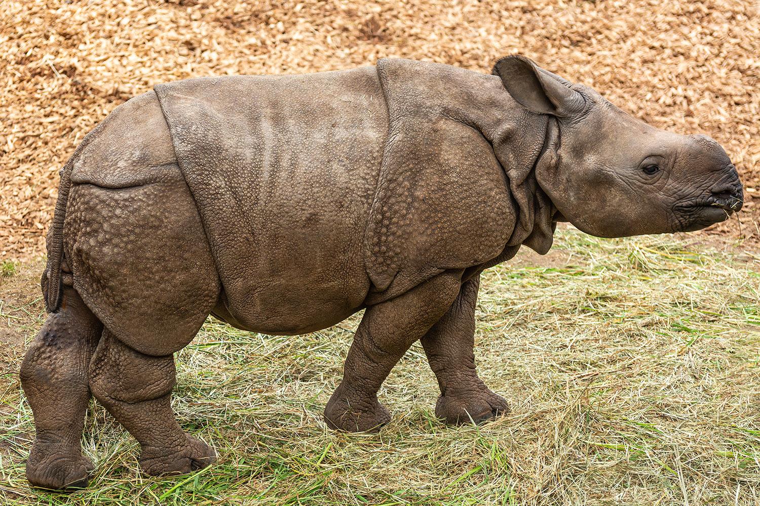 Junges Panzernashorn