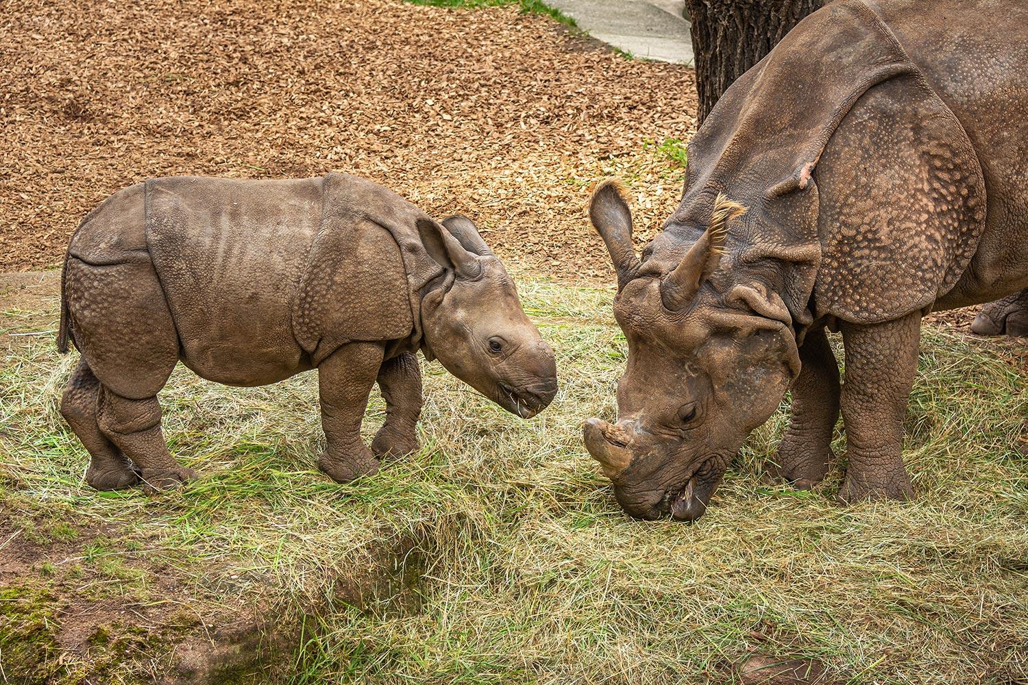 Junges Panzernashorn mit Mutti