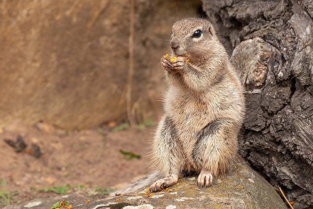 Kap Borstenhörnchen - Xerus Inauris