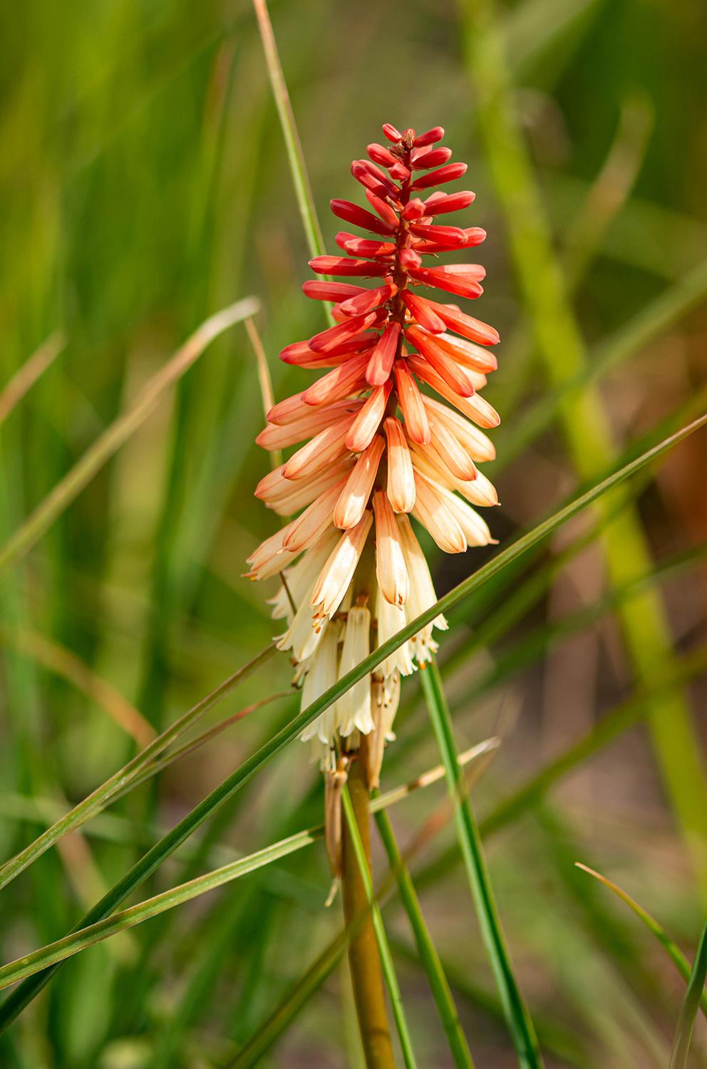 Kniphofia uvaria 'Popsicle Orange Vanilla' - Fackellilie