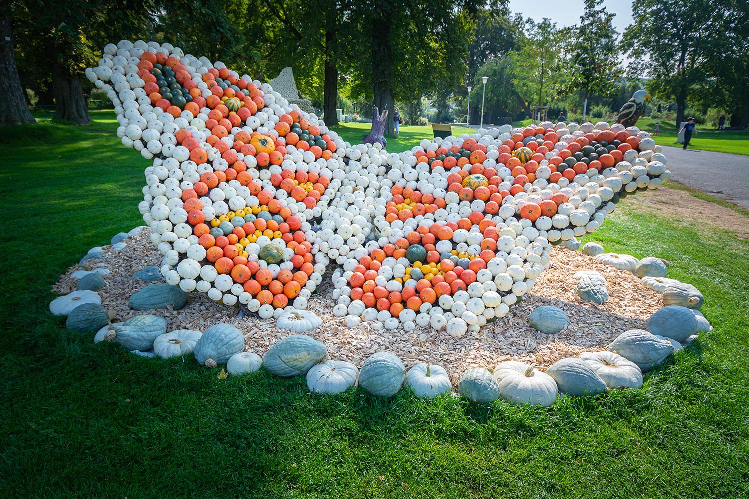 Kürbisausstellung egapark Erfurt 2018 - Schmetterling