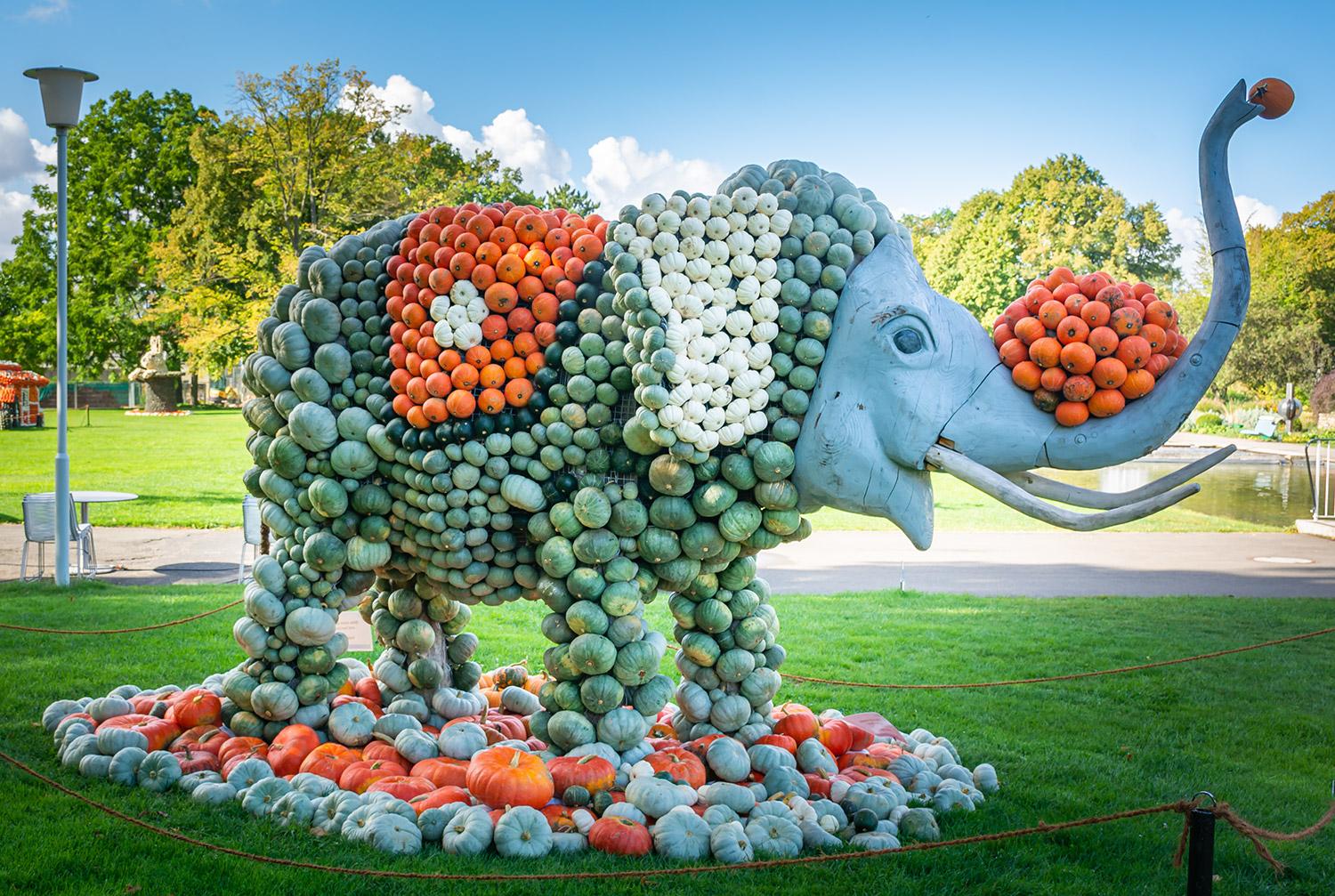 Kürbisausstellung egapark Erfurt 2019 - Zirkuselefant