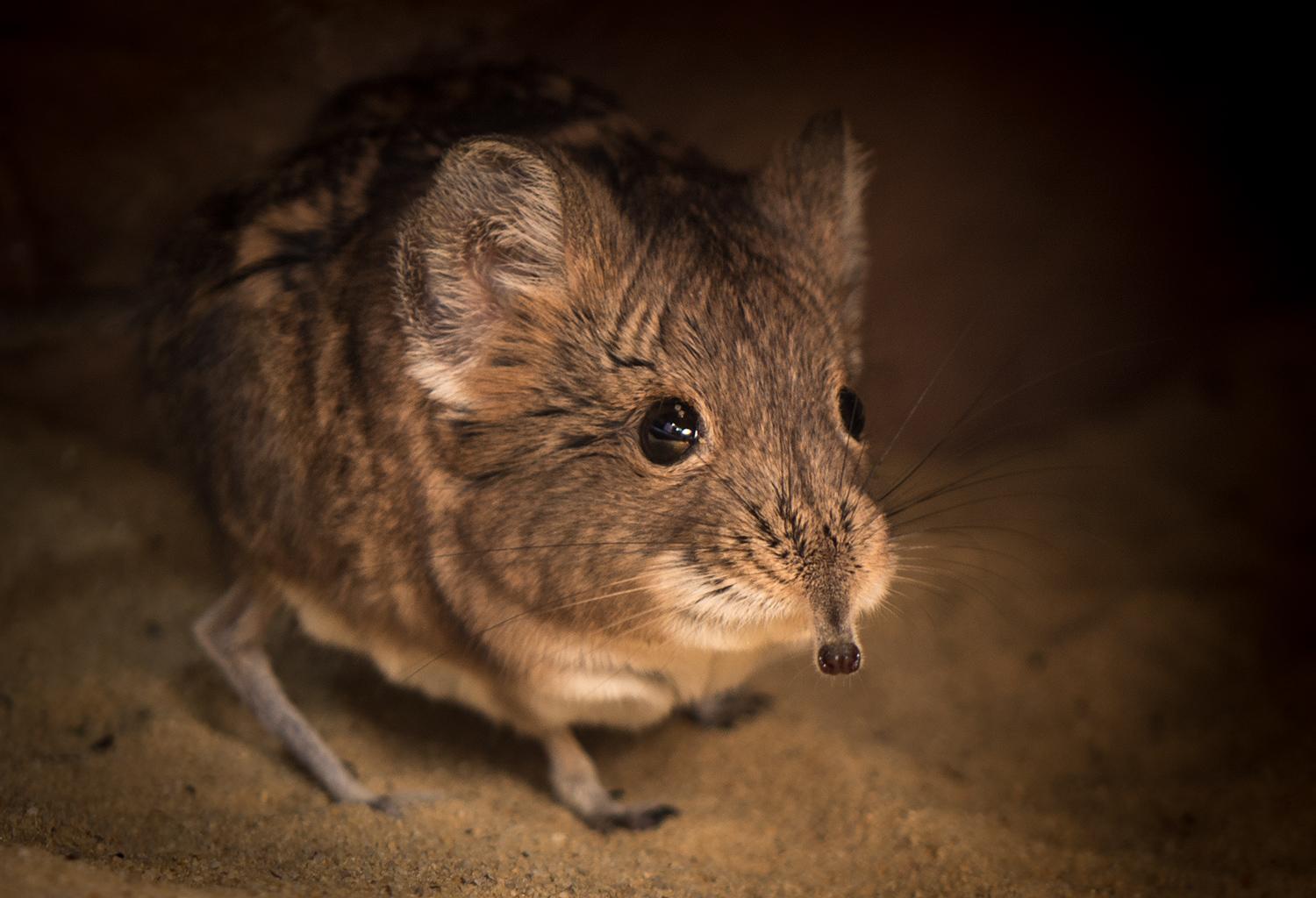 Kurzohrrüsselspringer