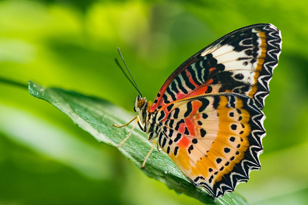 Leoparden Netzflügler