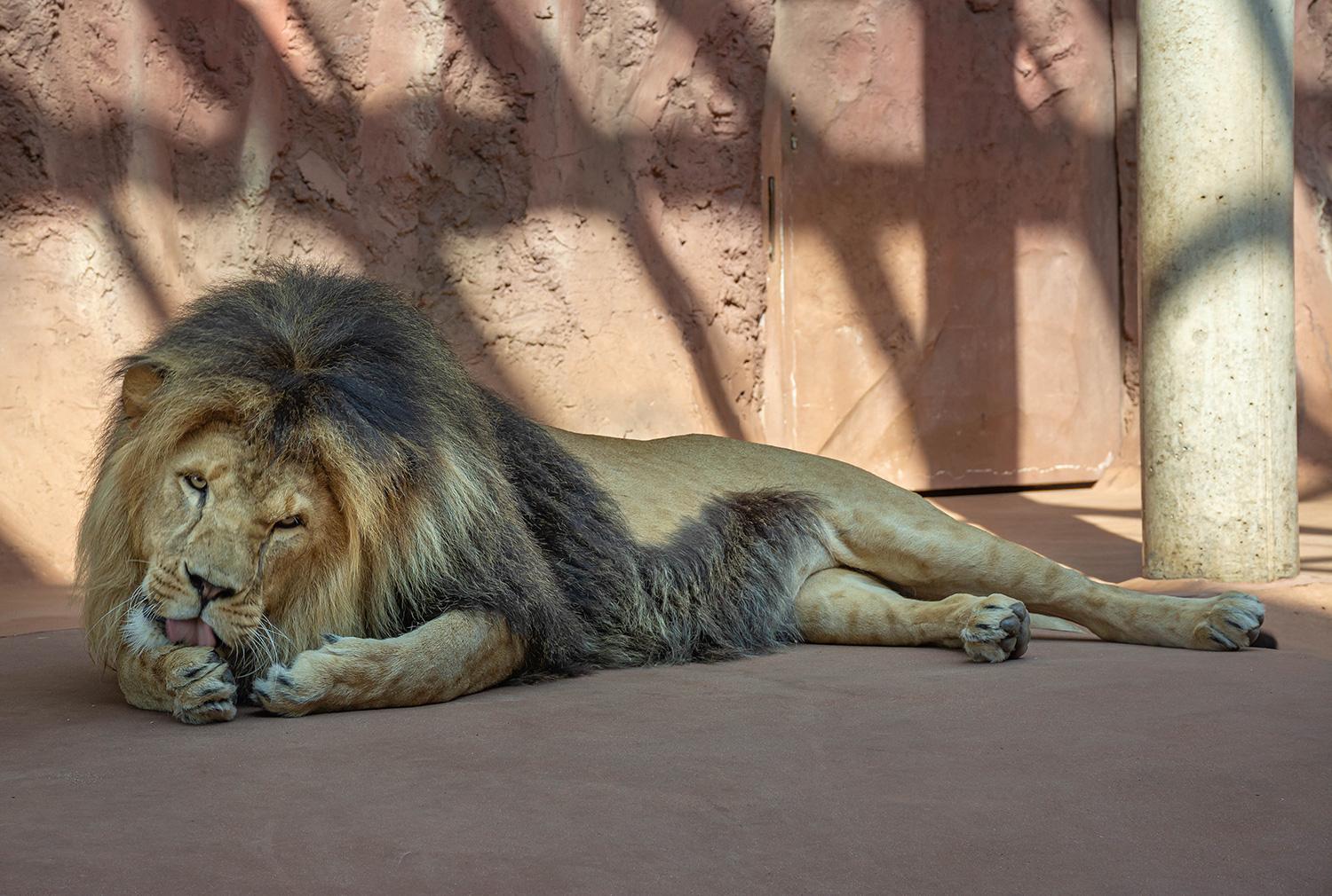 Löwenkater Aslam bei der Fellpflege