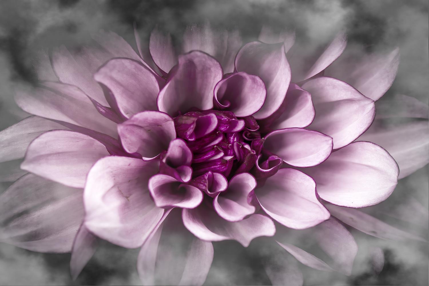 Mittelpunkt einer Dahlie