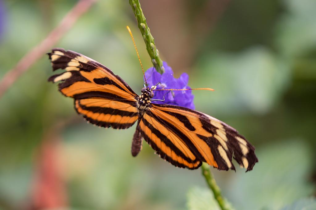 Monarchfalter