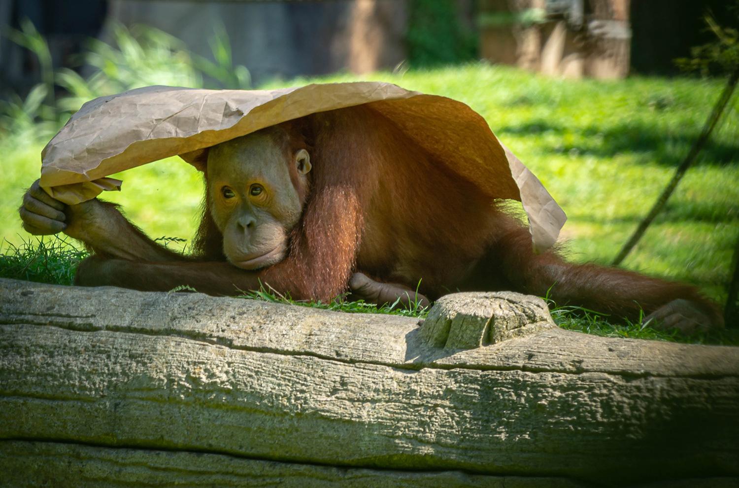 Orang-Utan mit Sonnenschutz