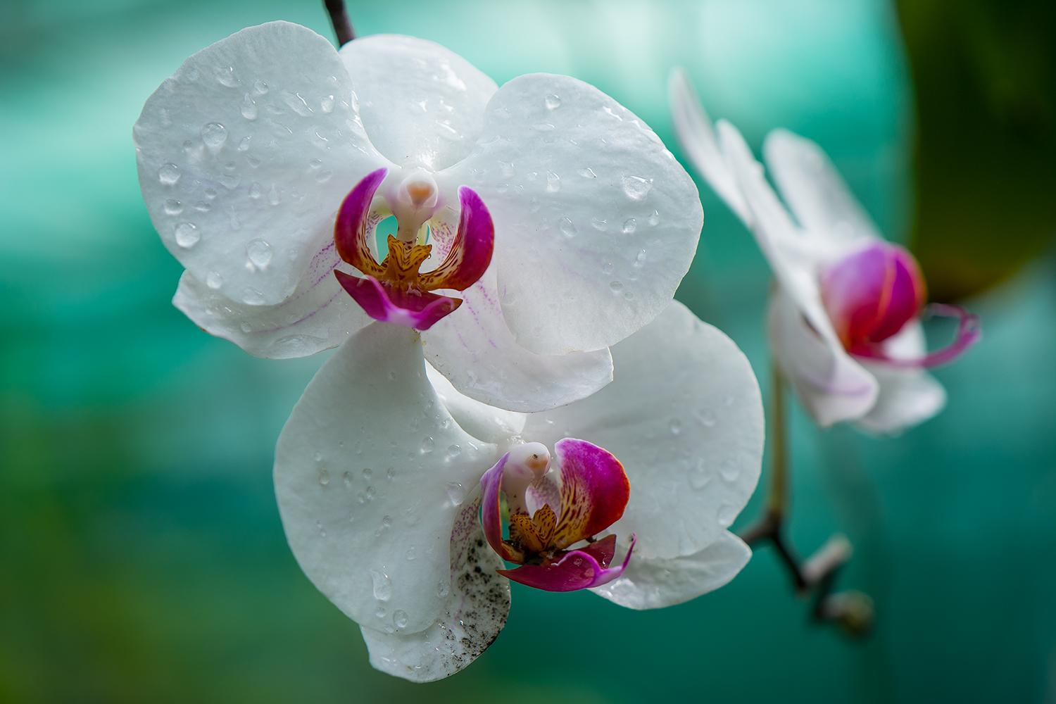 Orchidee - Phalaenopsis-Blüte