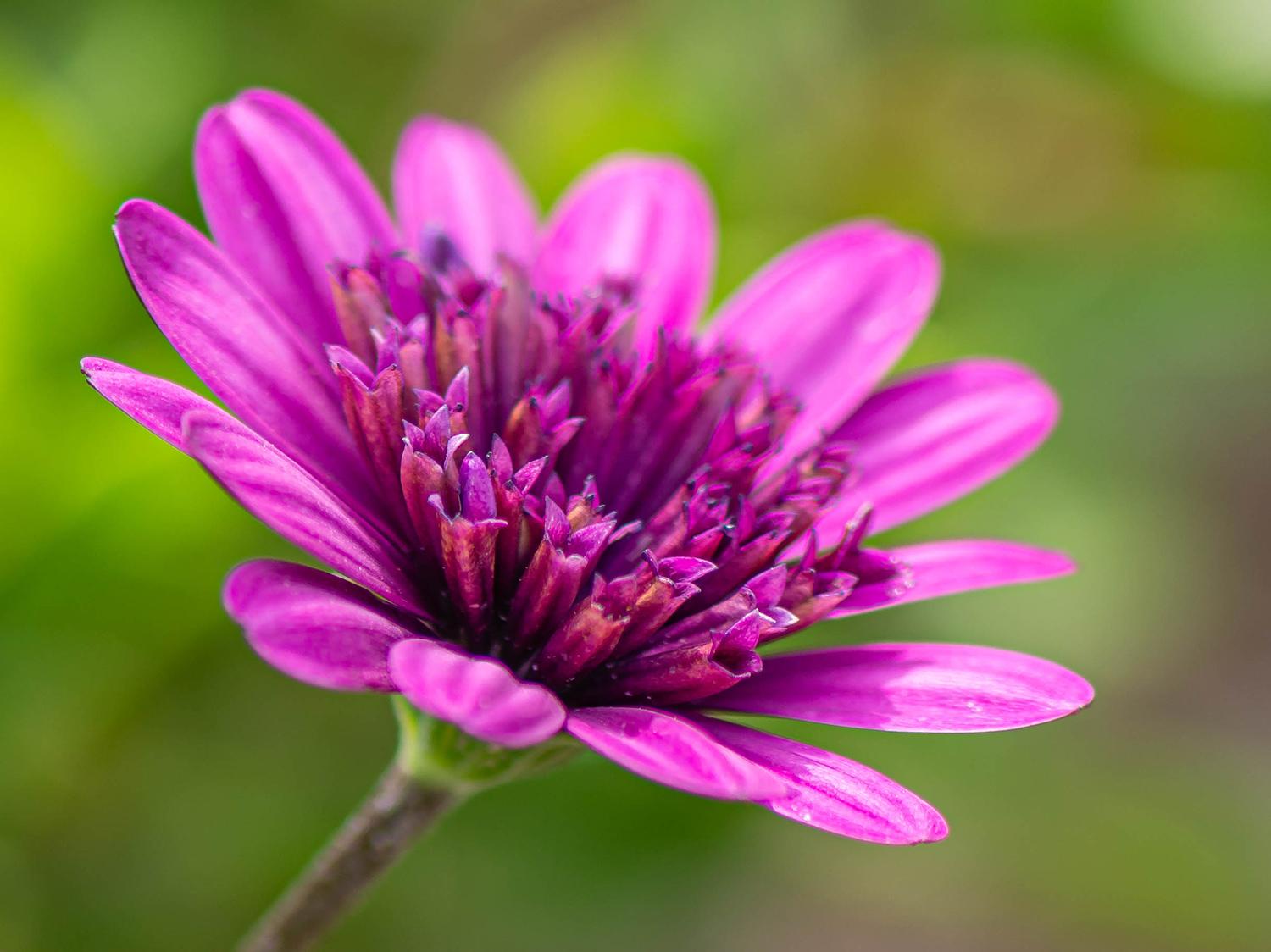 Osteospermum 'Erato Double Bright Violet' - Kapmargerite
