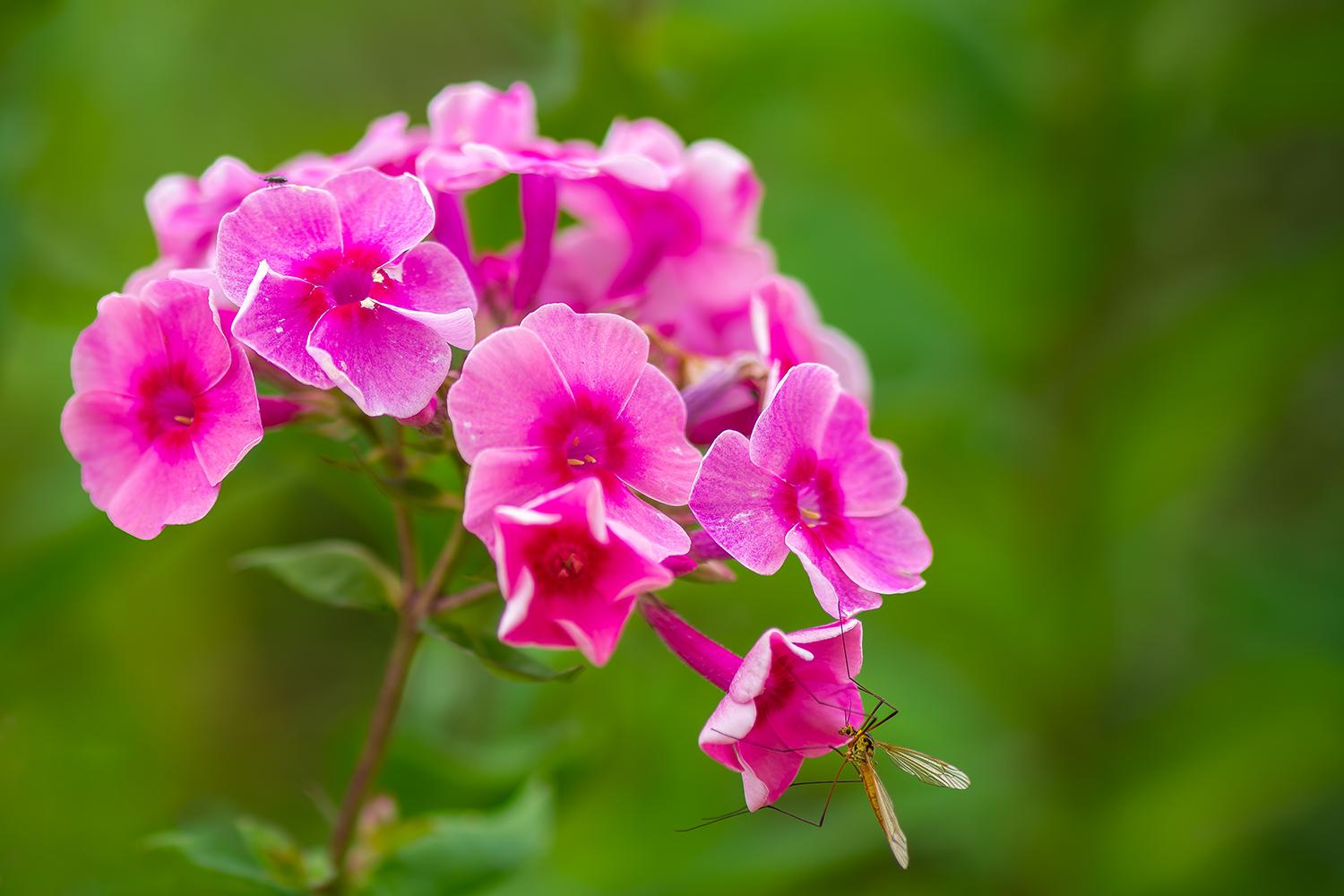 Phlox paniculata "Early Pink Dark Eye"